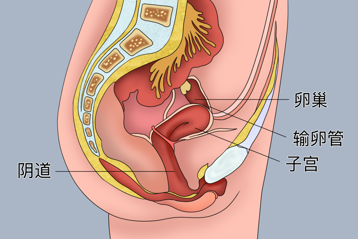 女性生殖系统器官分布图