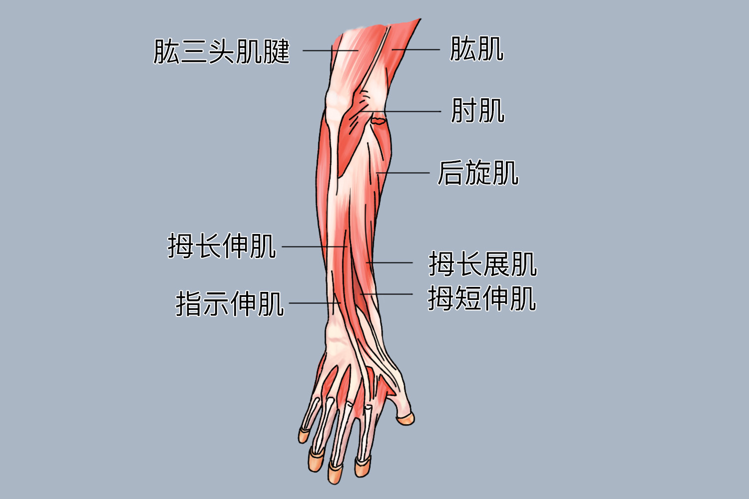 胳膊上的肌肉图解 | 百度健康·医学科普