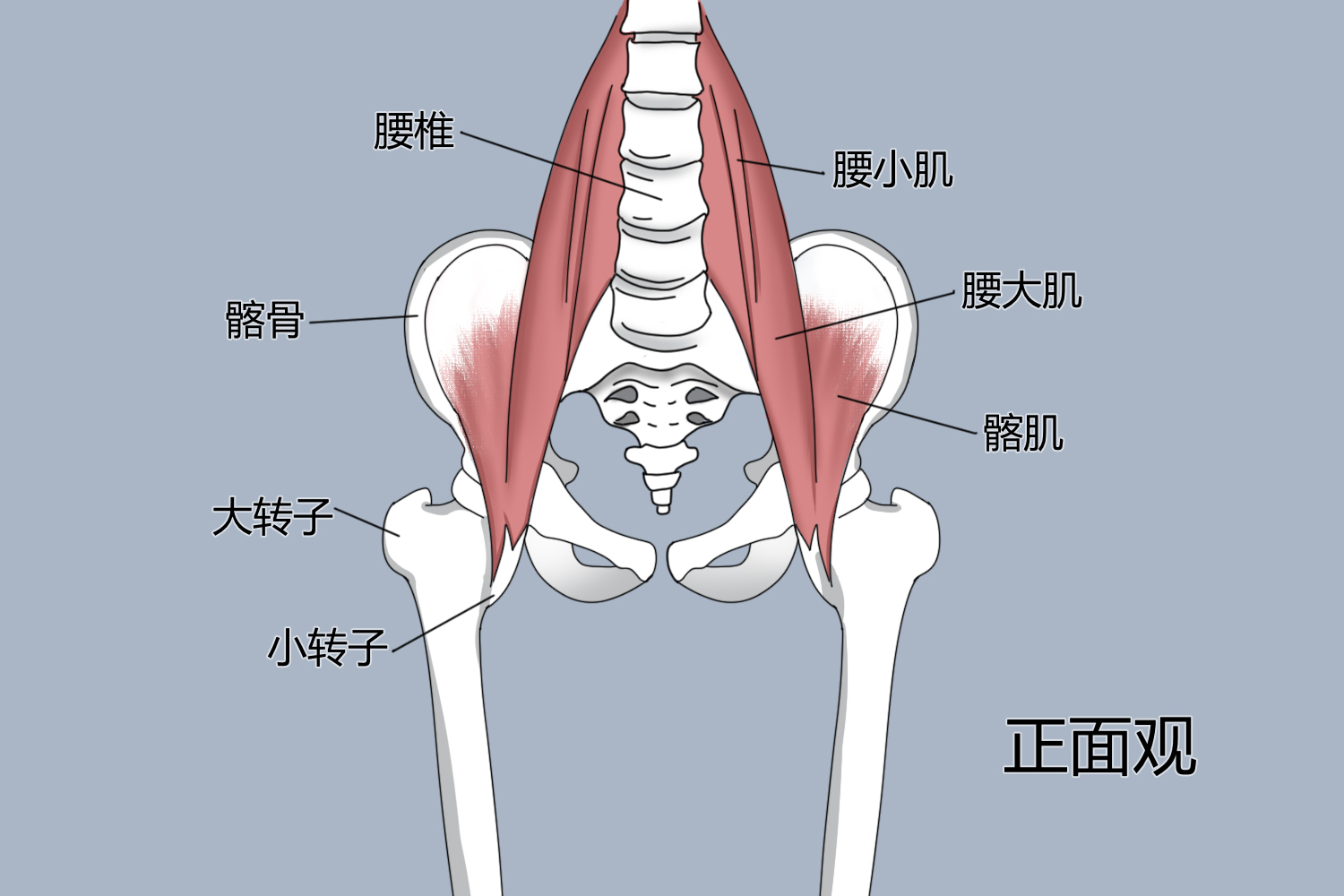 髂腰肌位置图真人 | 百度健康·医学科普