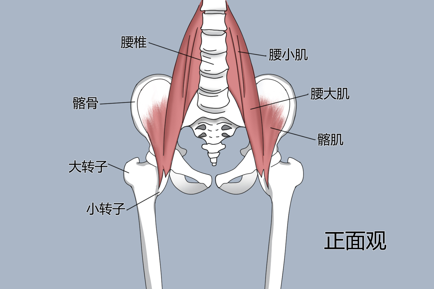 髂腰肌位置图