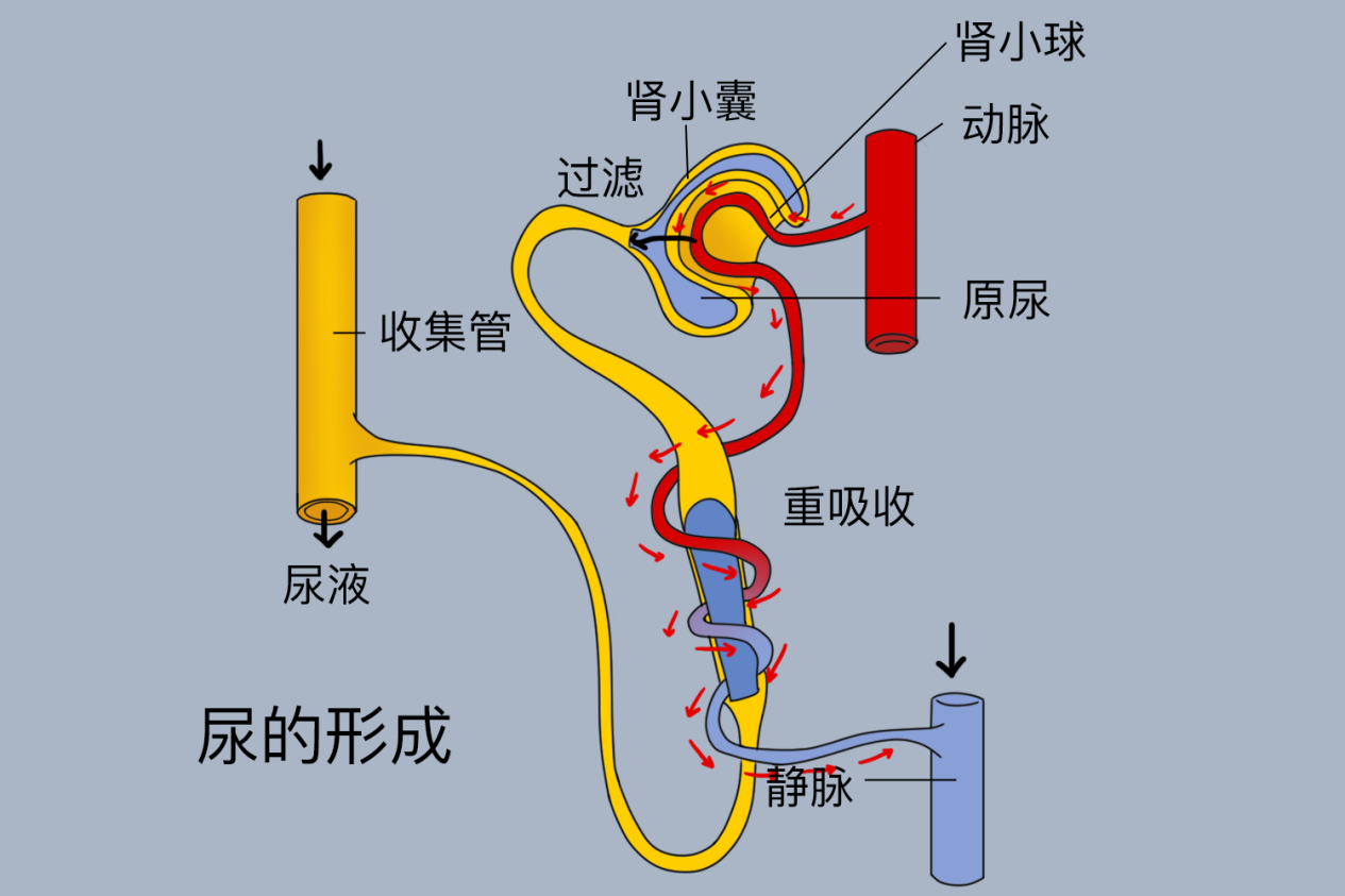 尿液的形成过程图