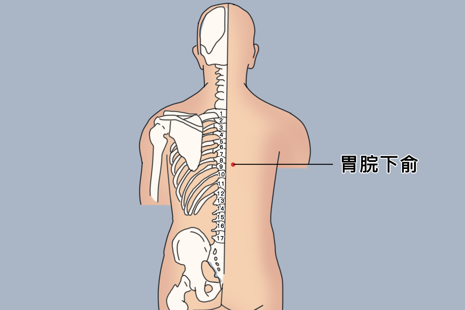 胃脘部位置图片 – 胃瘻 写真 _ 胃的部位图示意图-专家文章-博禾医生 – ICTZ