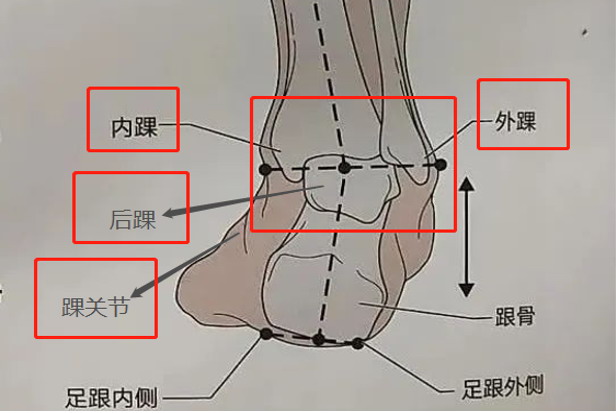 踝关节图片