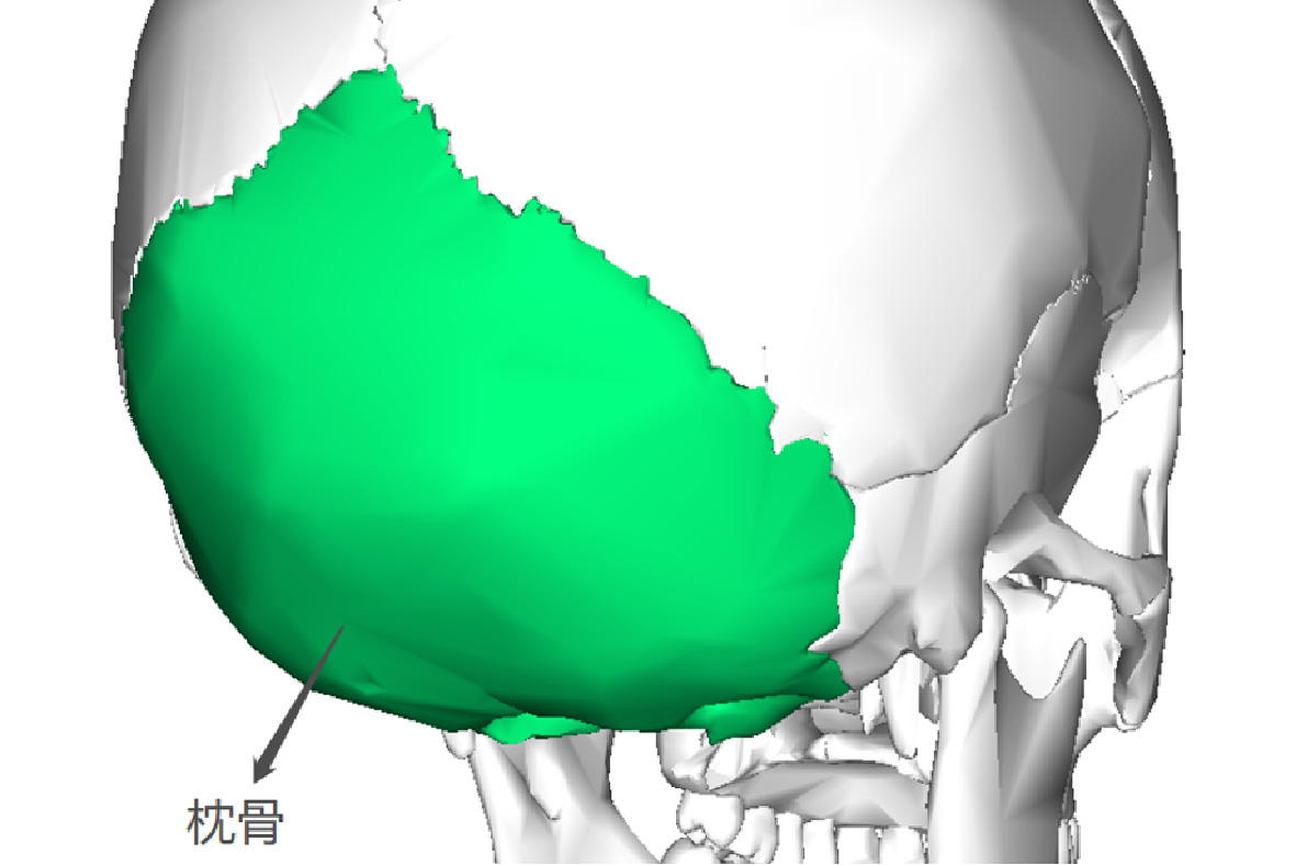 枕骨在哪个位置图