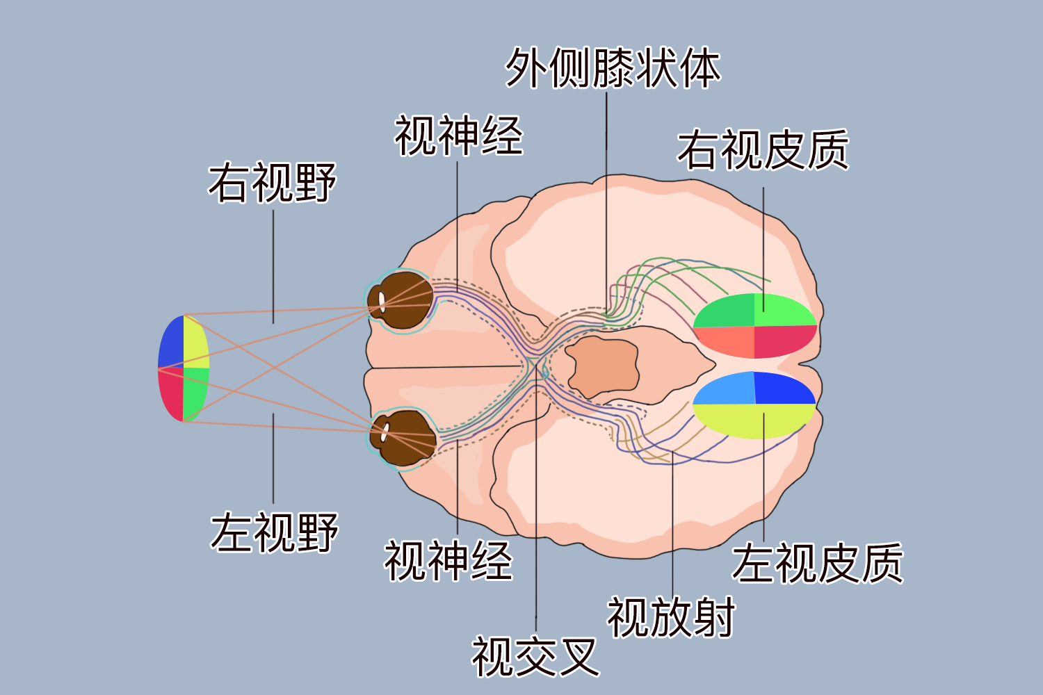 视路结构图