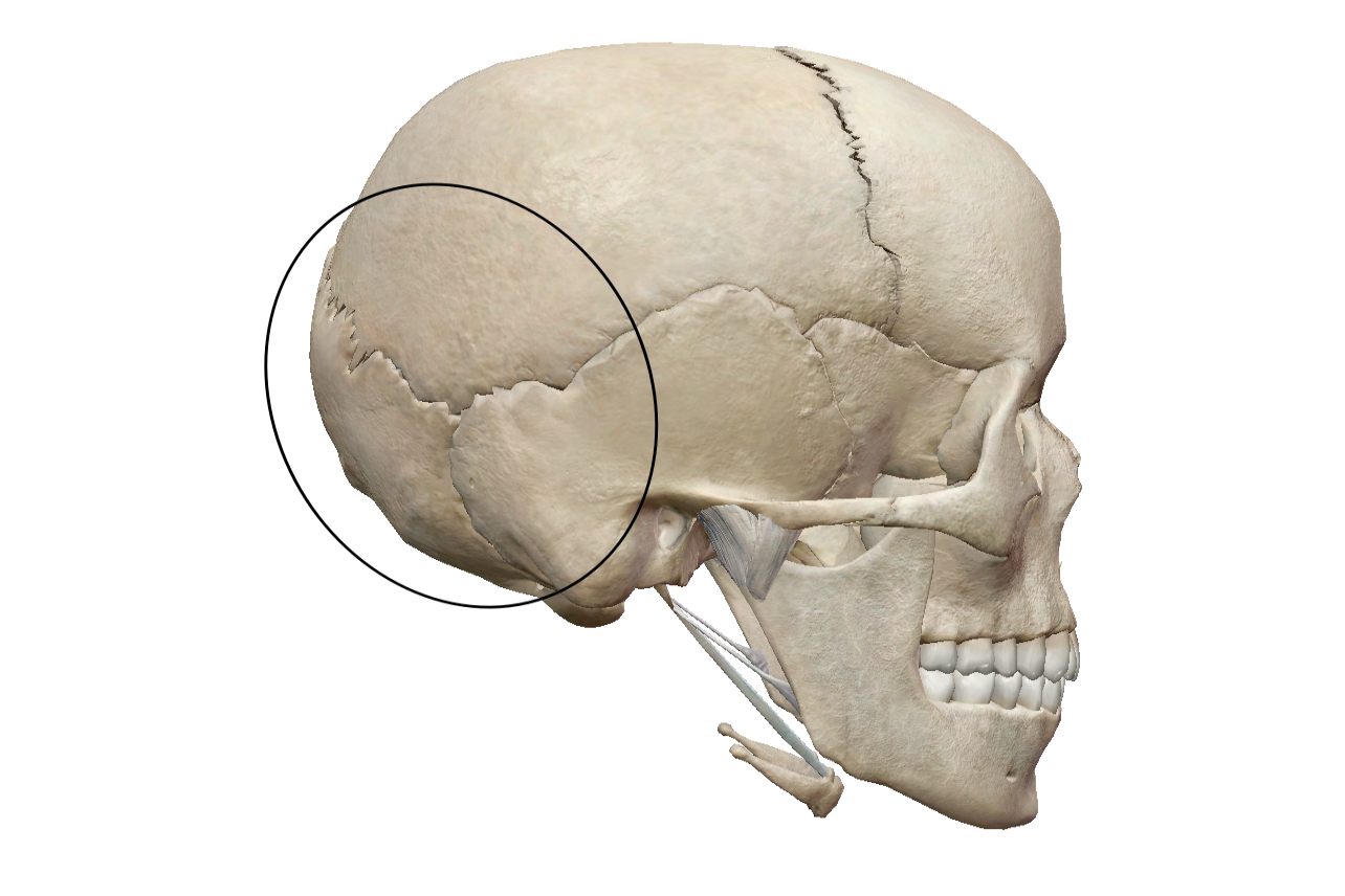 图20 颅（侧面观）-人体解剖组织学-医学