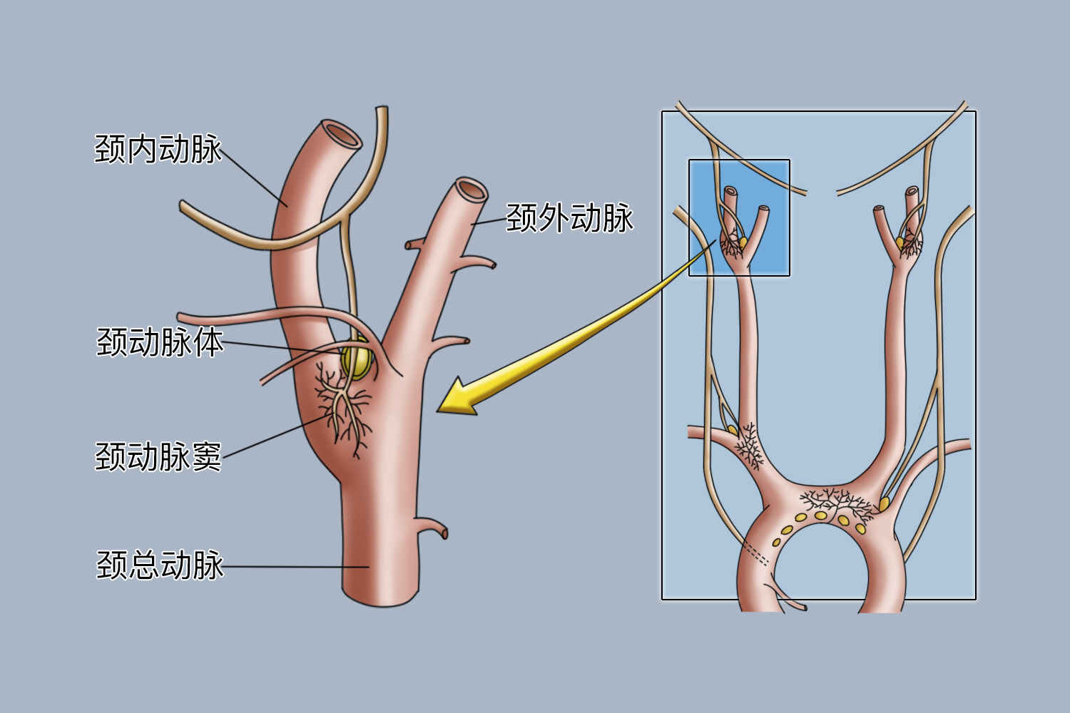 颈动脉体和颈动脉窦解剖图