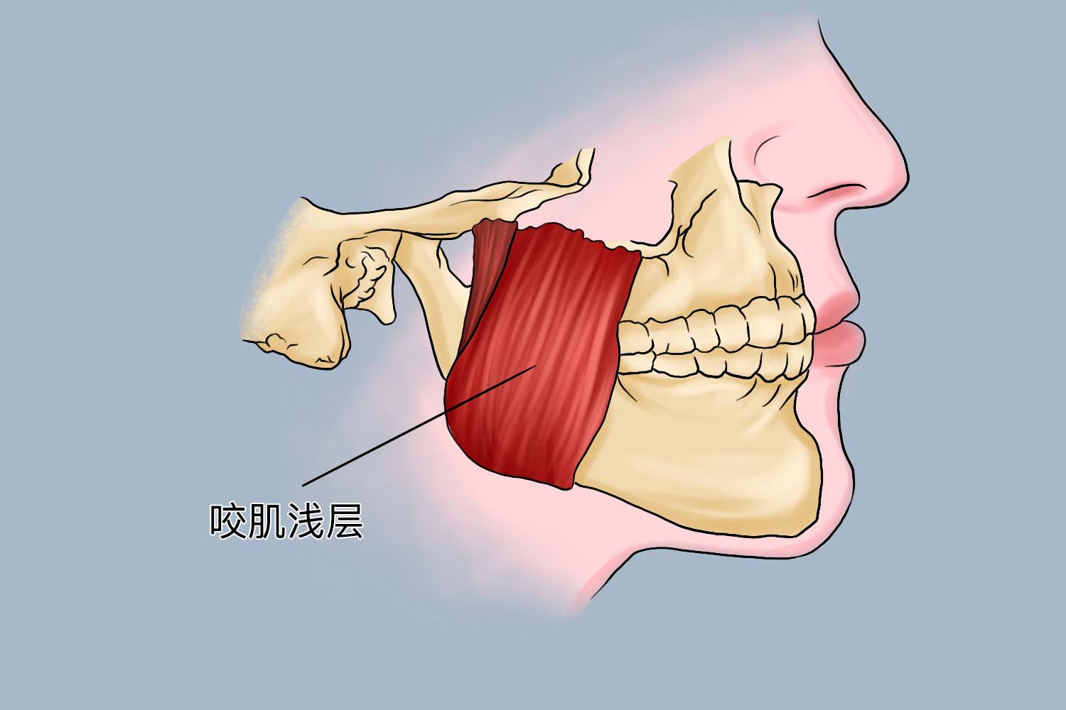 咬肌在哪儿部位图 | 百度健康·医学科普