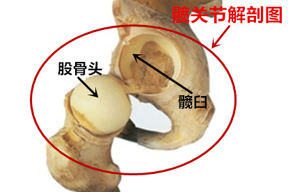 髋关节解剖图