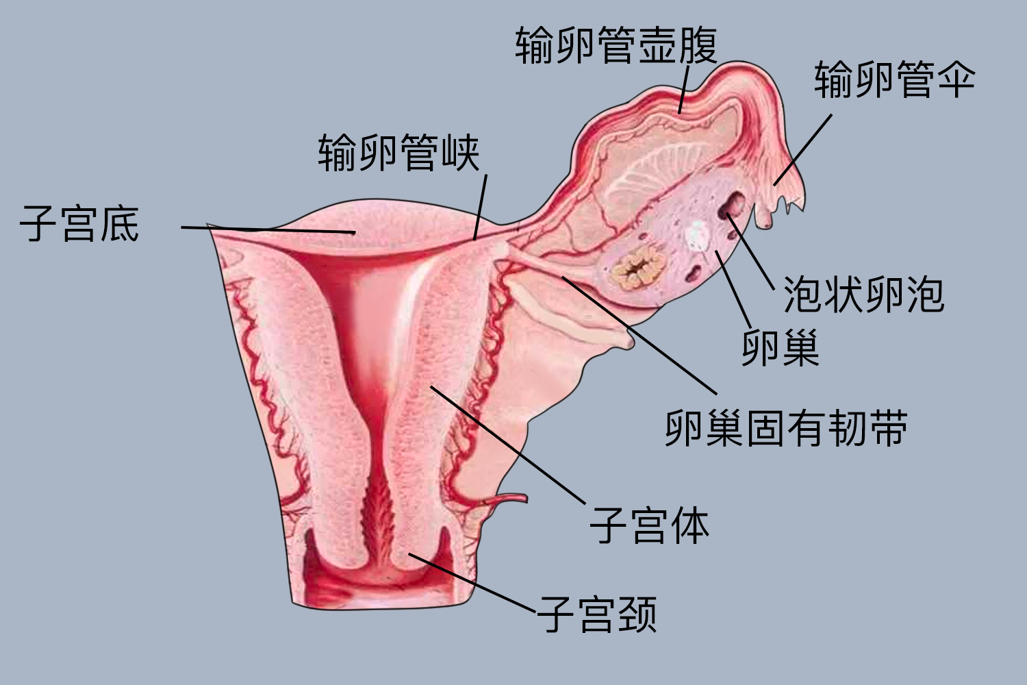 女性左下腹生殖系统图