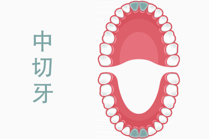 中切牙的正确位置 | 百度健康·医学科普