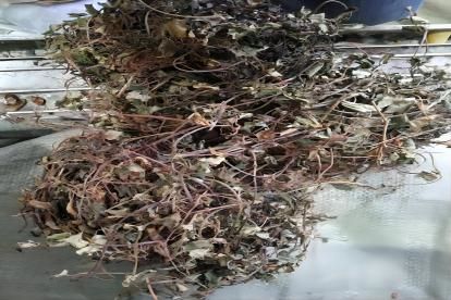 一串钱草药图片