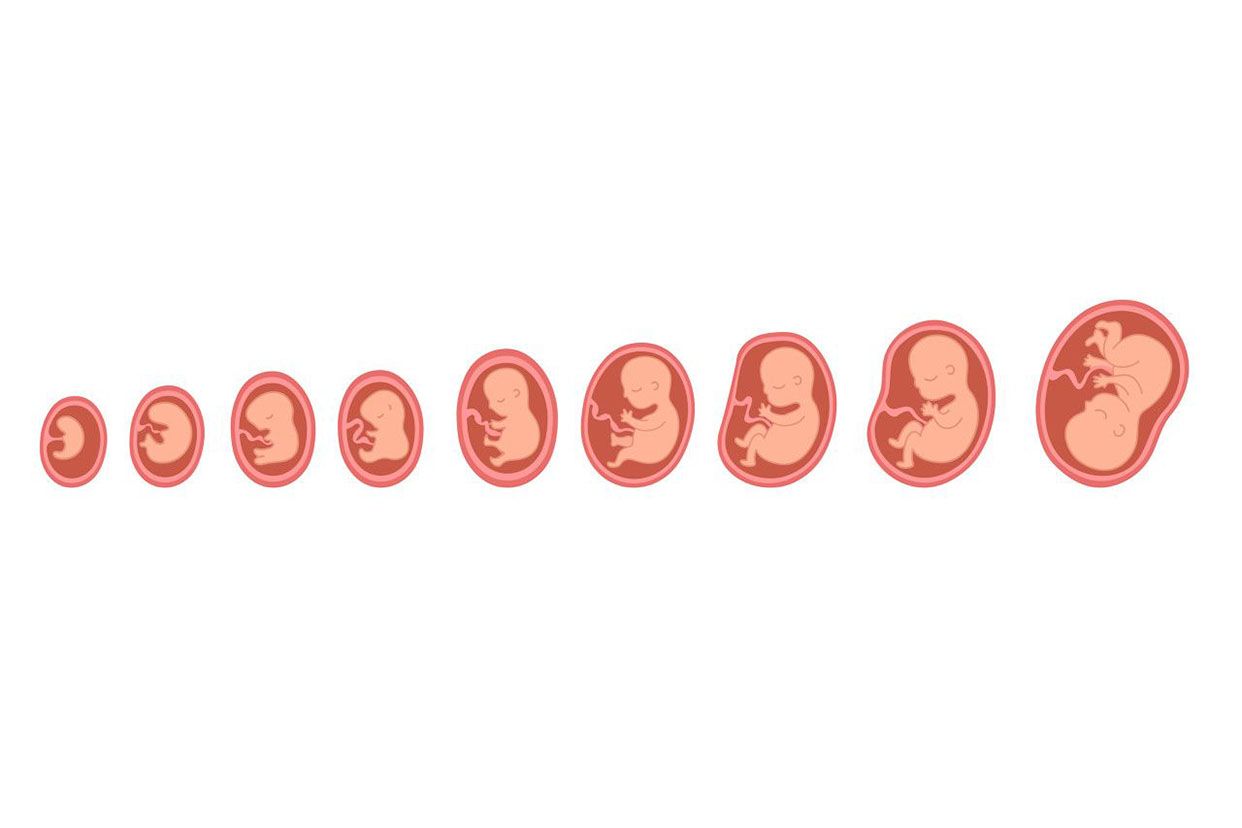 胎儿成长 - 快懂百科