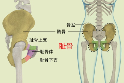 耻骨是哪个部位图片