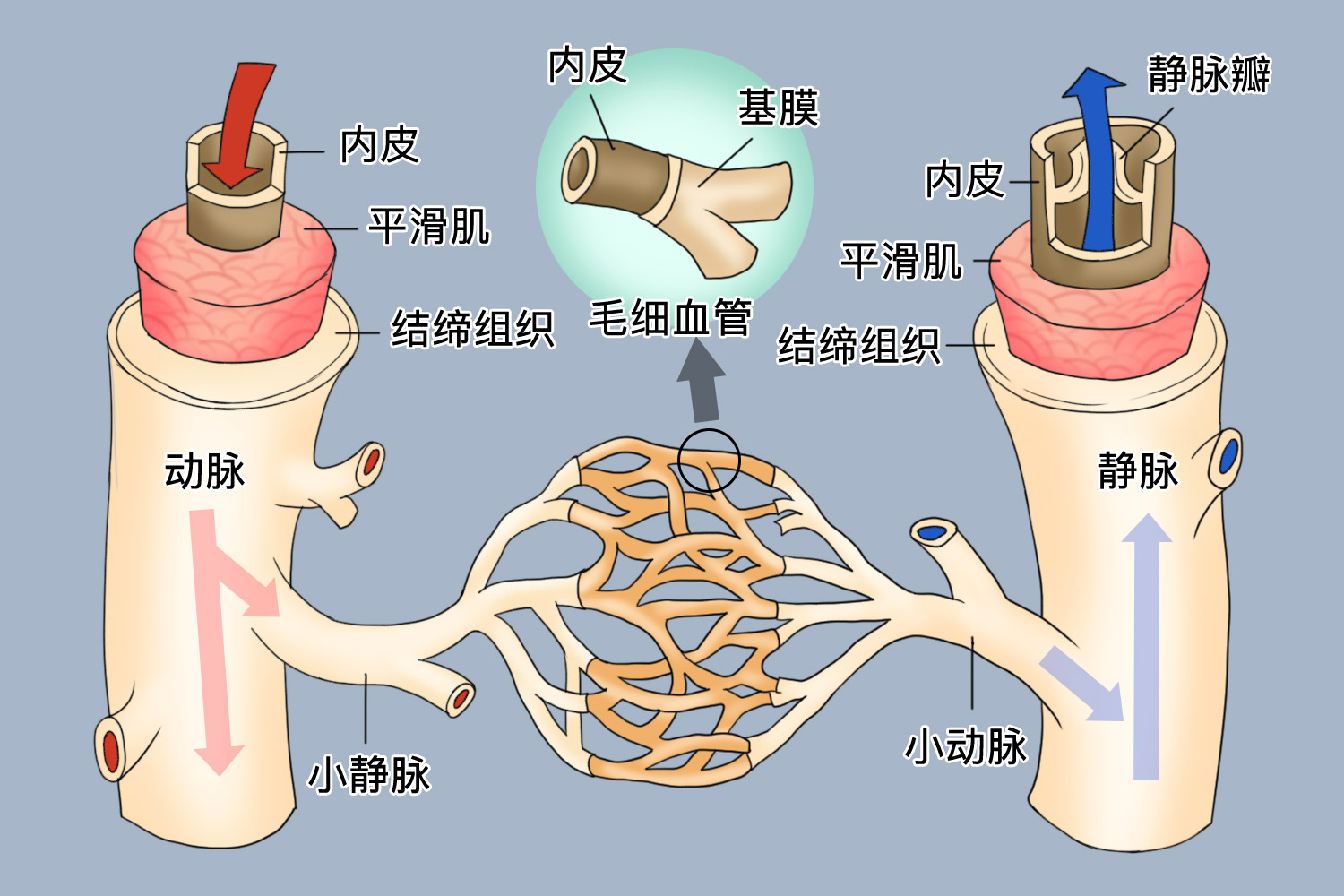 血管结构图 | 百度健康·医学科普