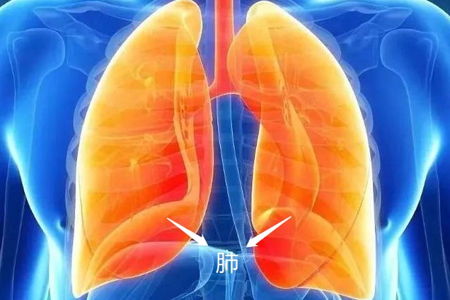 肺位置图片