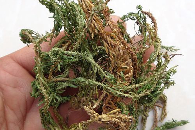 野生金不换草药图片