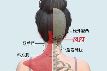 风府的准确位置图片