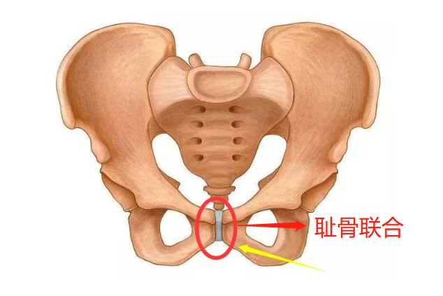 耻骨联合位置图