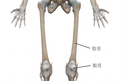 股骨结构图片