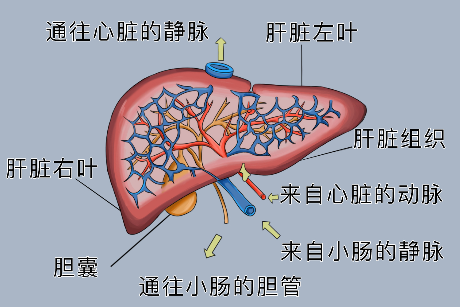 肝脏的双重血供示意图