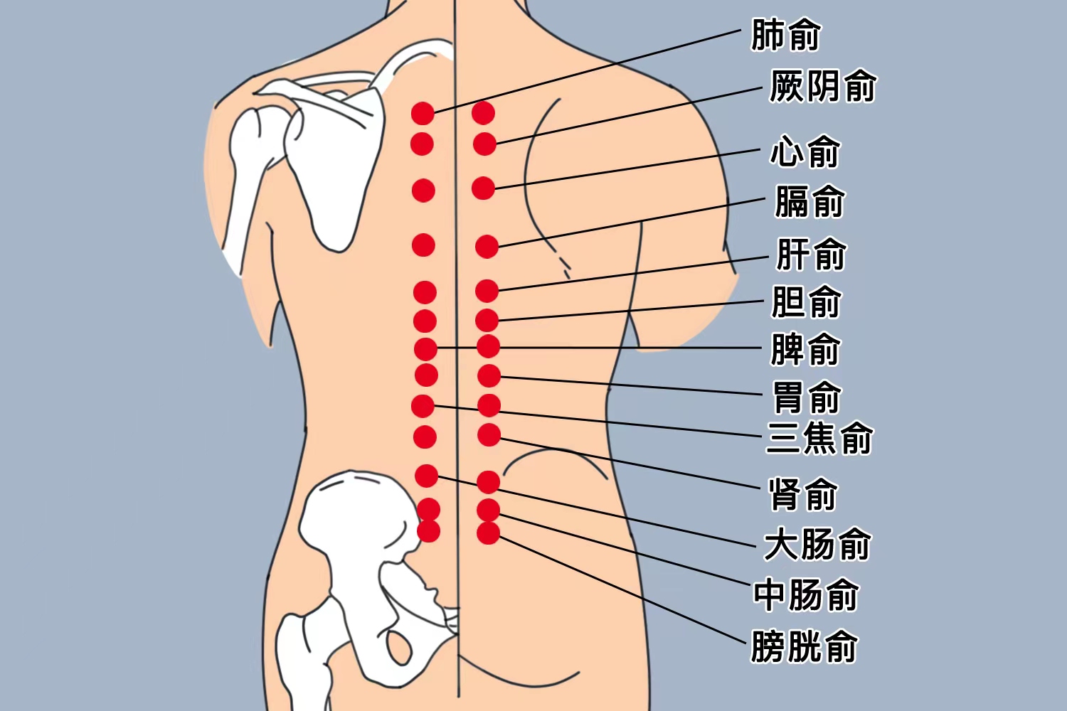 脊柱对应脏腑的示意图