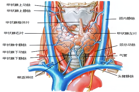 甲状腺上动脉解剖图