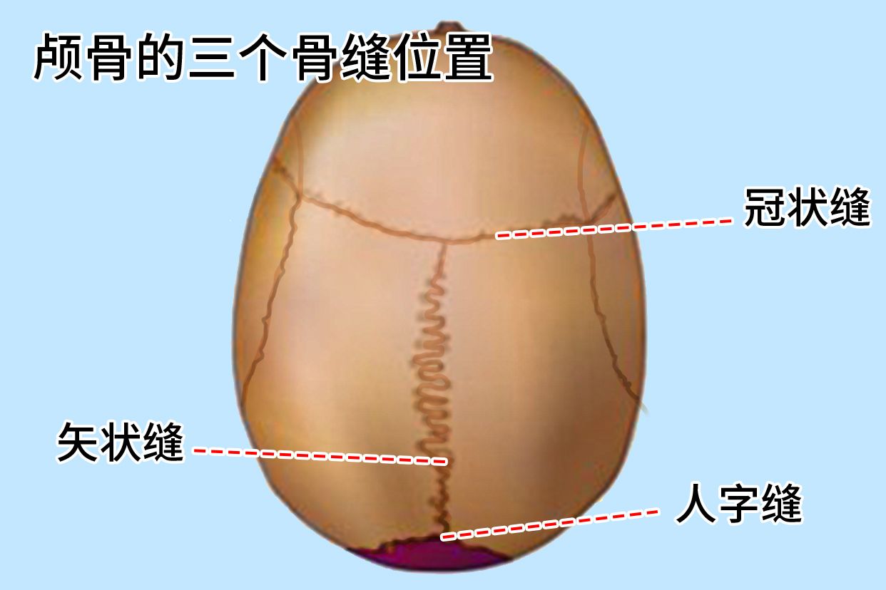 颅骨的三个骨缝位置图