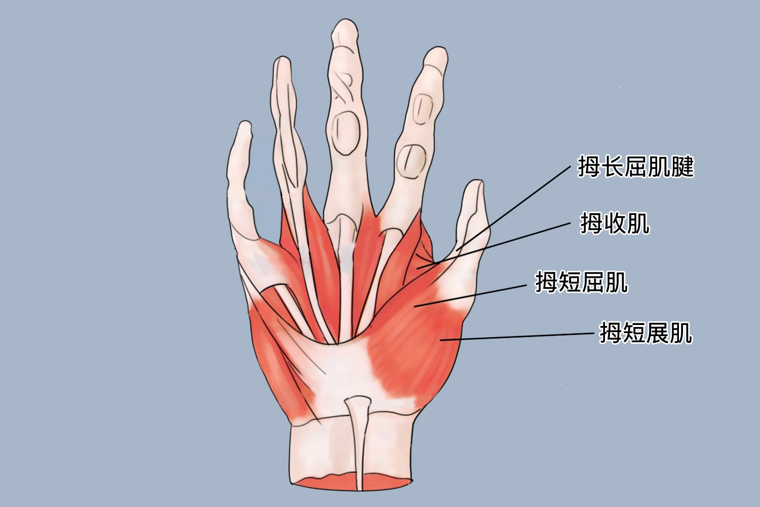 大拇指结构图