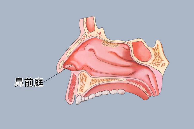 鼻前庭是哪个位置