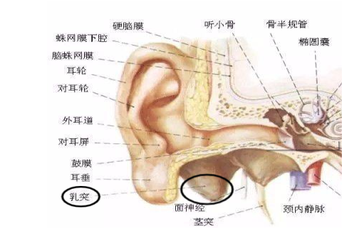 耳朵乳突具体位置图片