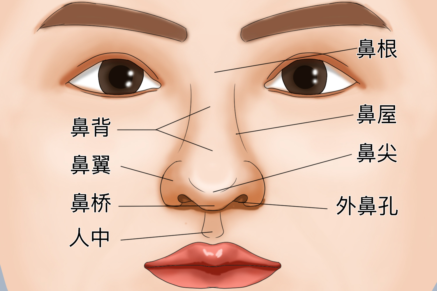 外鼻结构图