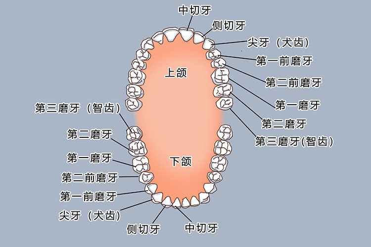 各类牙齿位置图