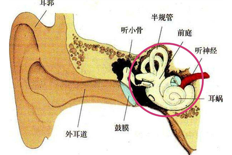 耳蜗位置示意图