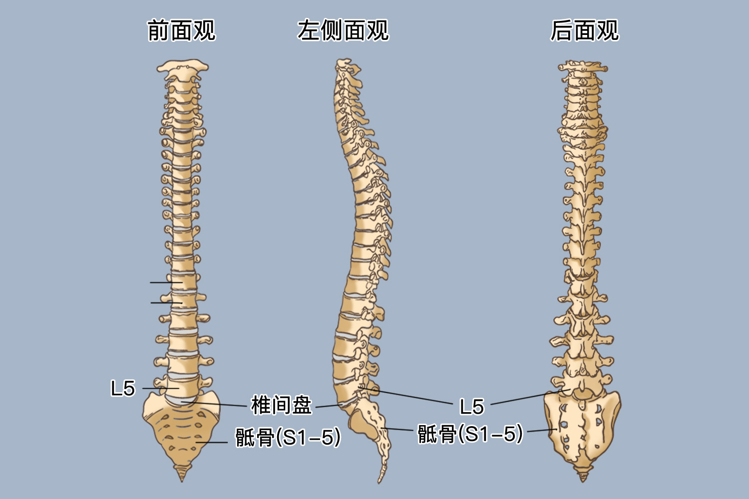 图4-15 脊神经根与椎间盘的关系-基础医学-医学