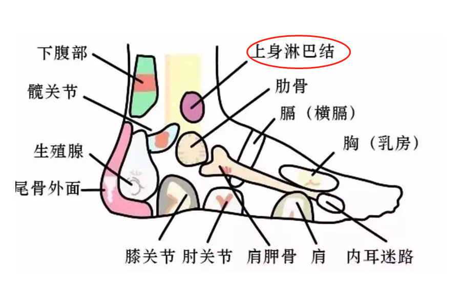脚面的各个部位详细图 | 百度健康·医学科普