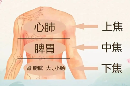 背部三焦区域划分图片 | 百度健康·医学科普