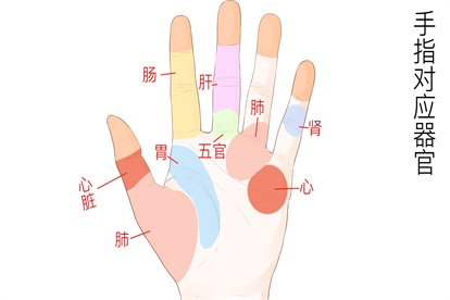 手指头对应的五脏六腑图 | 百度健康·医学科普