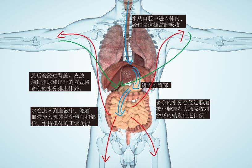 人体水代谢图流程 | 百度健康·医学科普