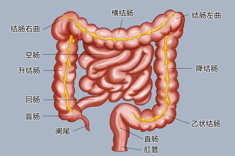 肠结构图片位置示意图 | 百度健康·医学科普
