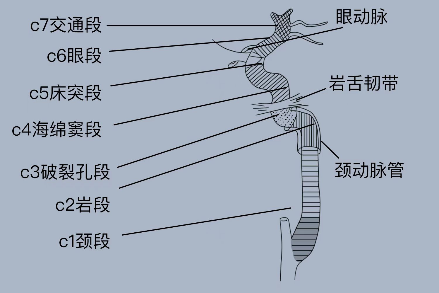 颈部颈内动脉分段解剖图 | 百度健康·医学科普
