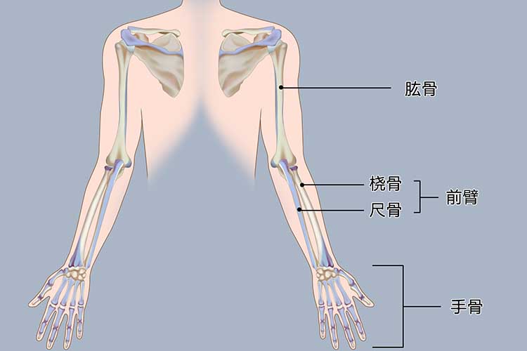 手臂骨骼结构图