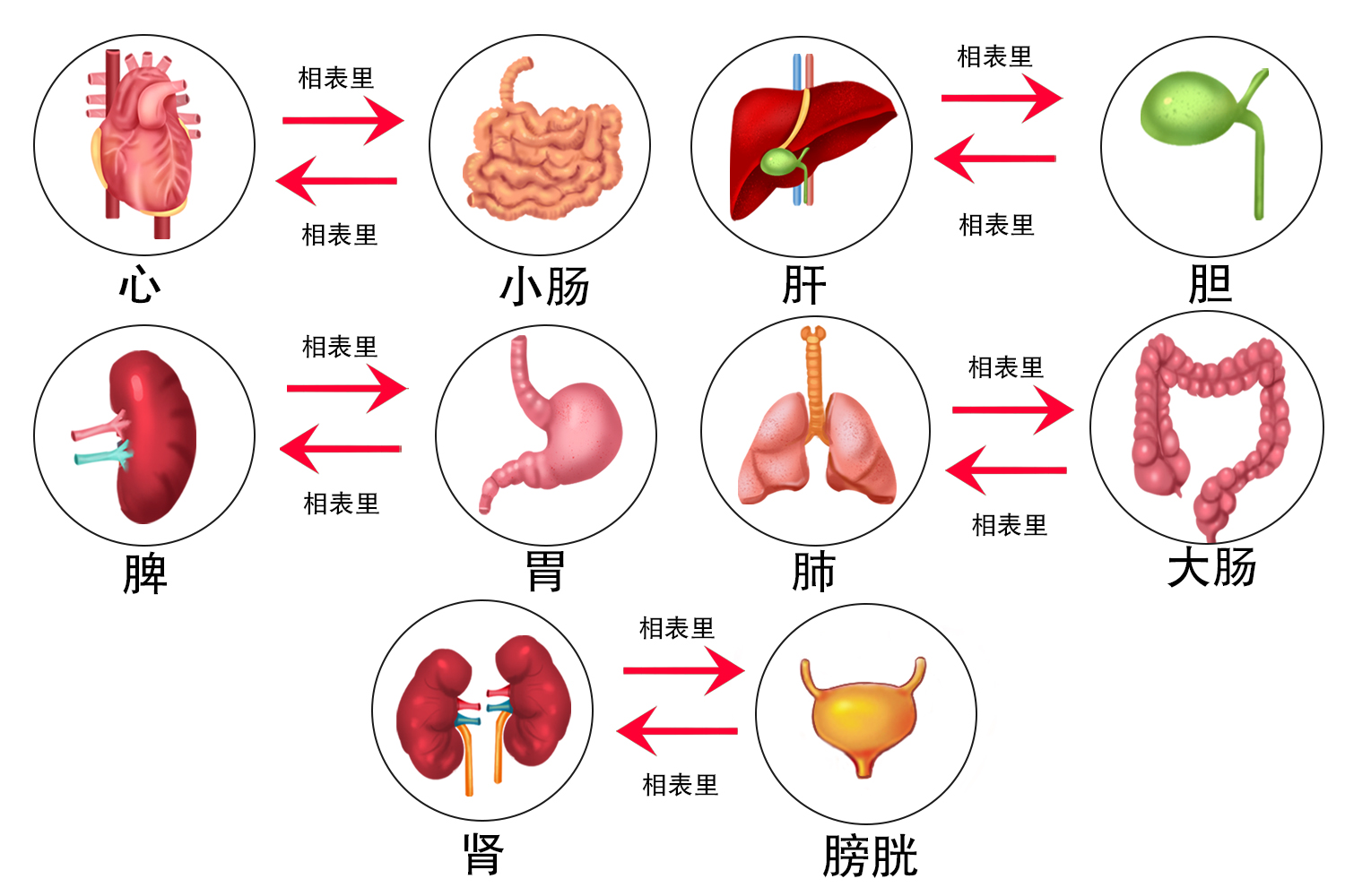 五脏六腑的表里关系图 | 百度健康·医学科普