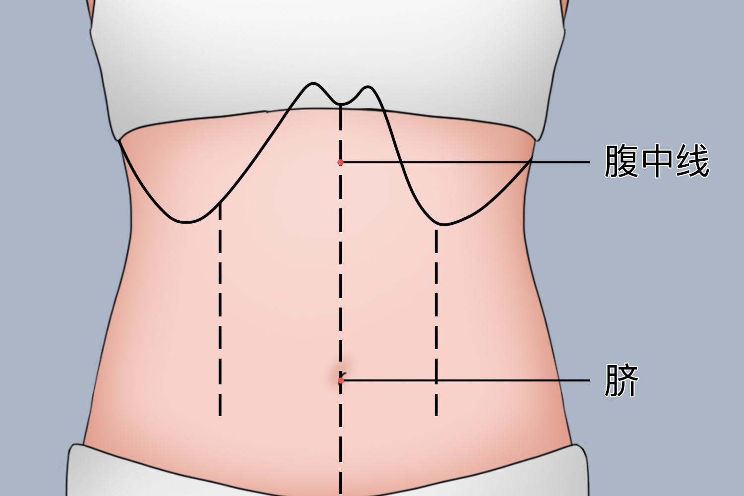 正常腹部解剖示意图-人体解剖图,_医学图库