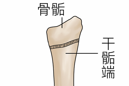 骨端与干骺端