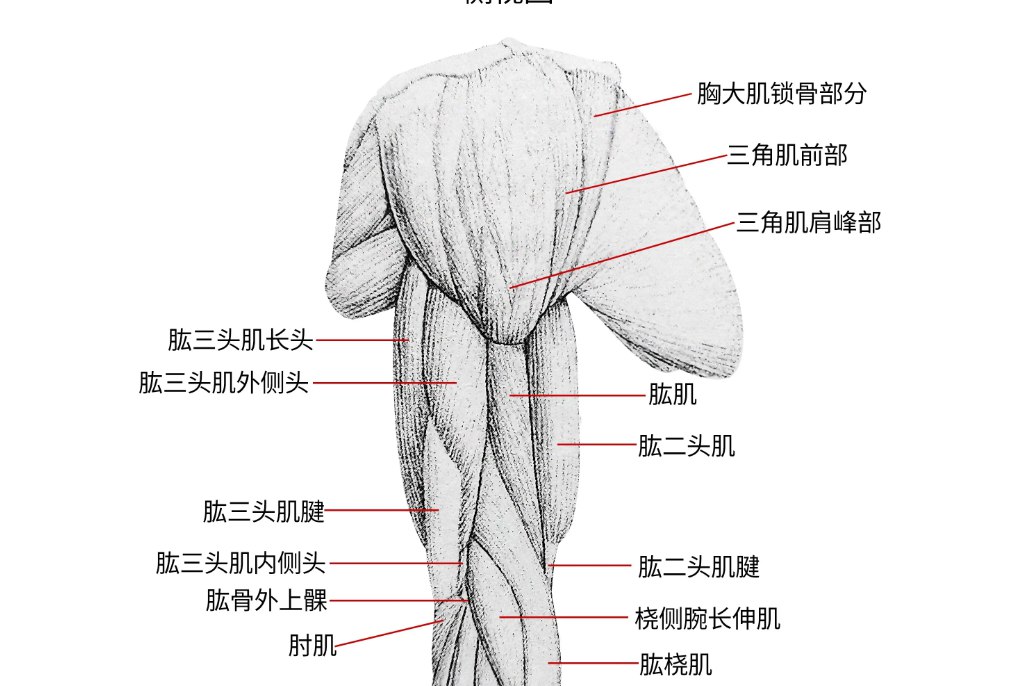 上臂肌