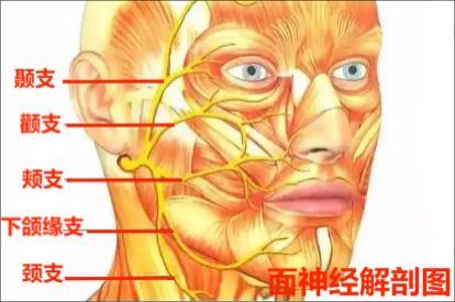 面听神经解剖图 | 百度健康·医学科普