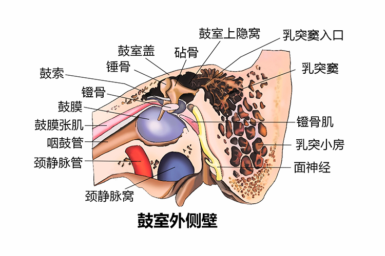耳朵构造剖面图