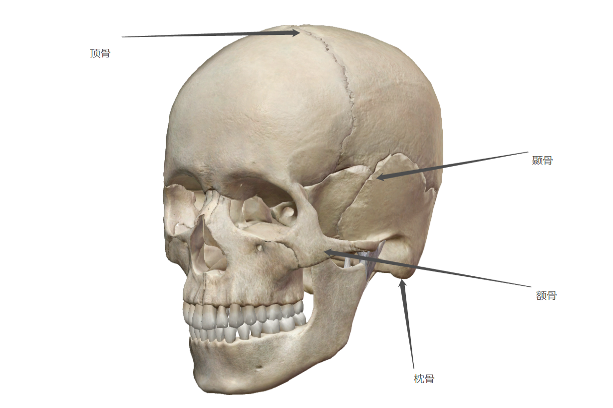 头骨结构图