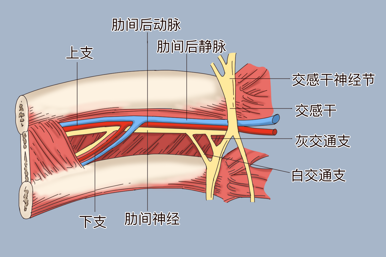 肋间隙血管走行解剖图 | 百度健康·医学科普